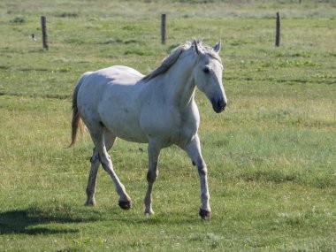 Kuzey denizindeki juist adası.