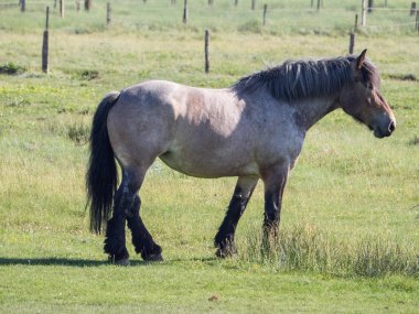 Kuzey denizindeki juist adası.