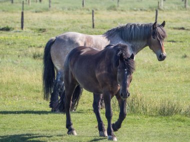 Kuzey denizindeki juist adası.