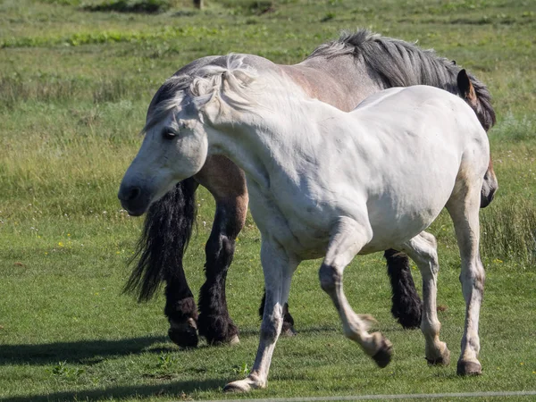 Kuzey denizindeki juist adası.