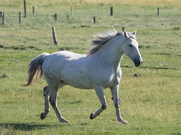 Kuzey denizindeki juist adası.