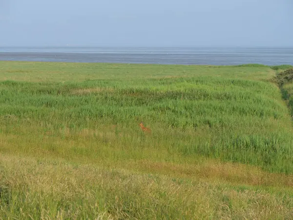 Het Duitse Eiland Juist Noordzee — Stockfoto