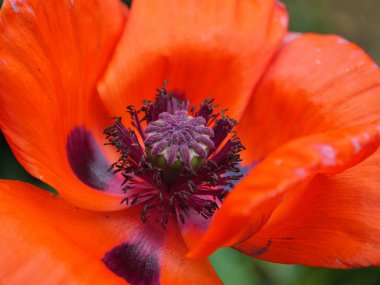 Juist Kuzey Denizi'nde Alman ada