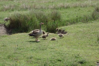 Juist Kuzey Denizi'nde Alman ada