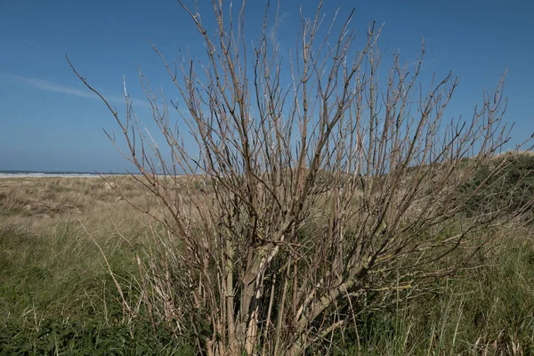 Juist Kuzey Denizi'nde Alman ada