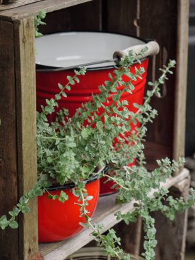 Bir Alman bahçesinde yaz mevsimi