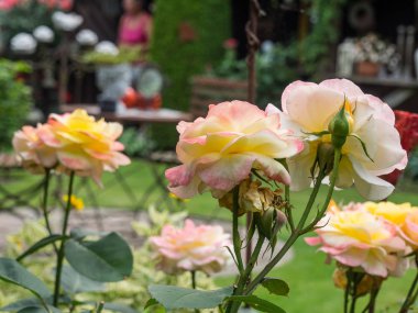 Bir Alman bahçesinde yaz mevsimi