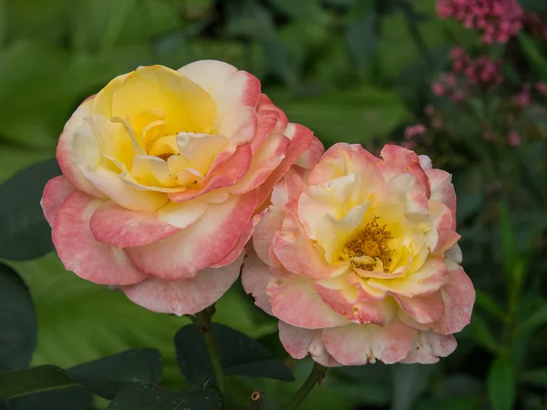 Sommerzeit Einem Deutschen Garten — Stockfoto