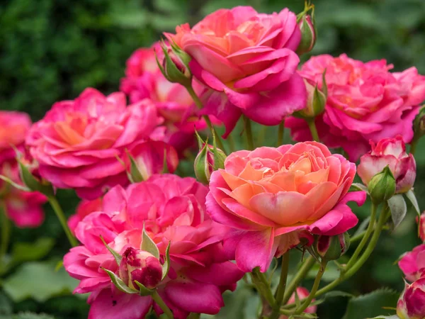 Bir Alman bahçesinde yaz mevsimi