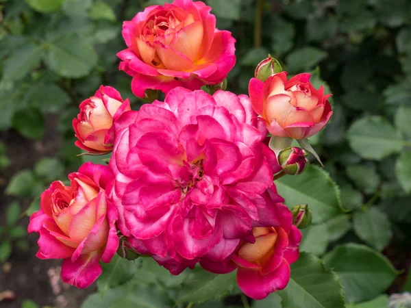 Bir Alman bahçesinde yaz mevsimi