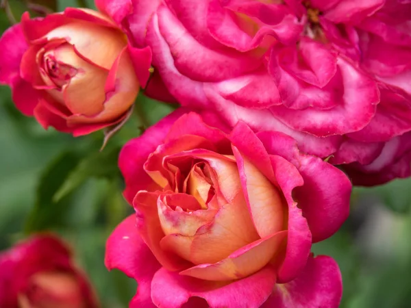 Bir Alman bahçesinde yaz mevsimi