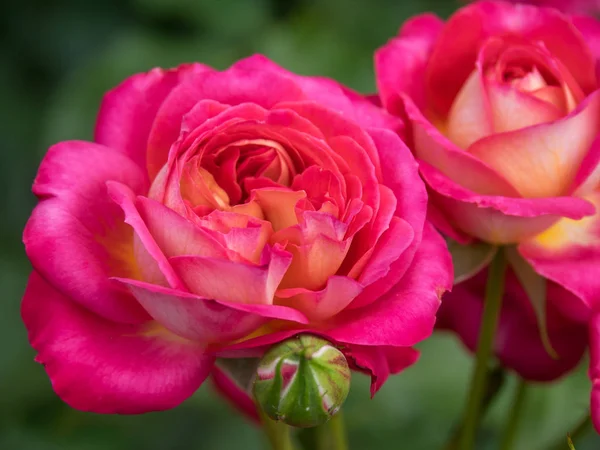 Bir Alman bahçesinde yaz mevsimi