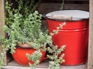 Bir Alman bahçesinde yaz mevsimi