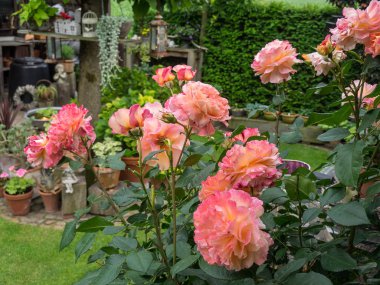 Bir Alman bahçesinde yaz mevsimi