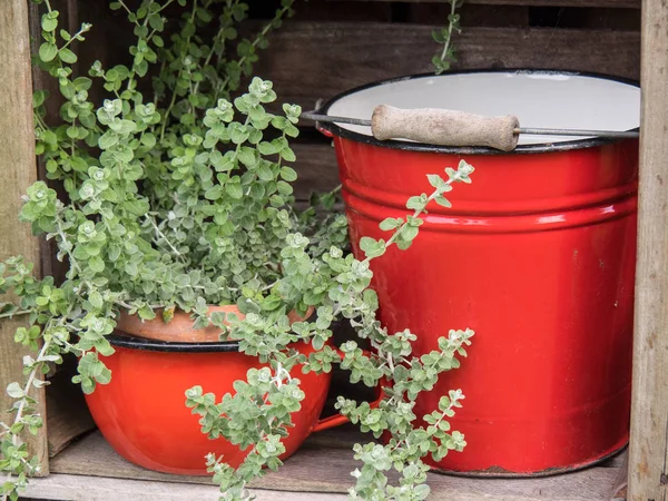 Bir Alman bahçesinde yaz mevsimi