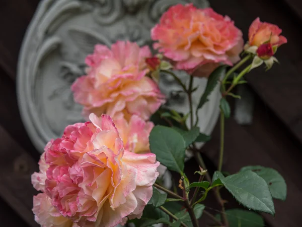 Bir Alman bahçesinde yaz mevsimi