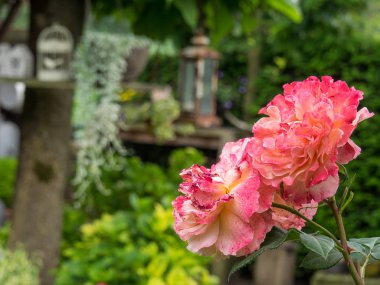 Bir Alman bahçesinde yaz mevsimi