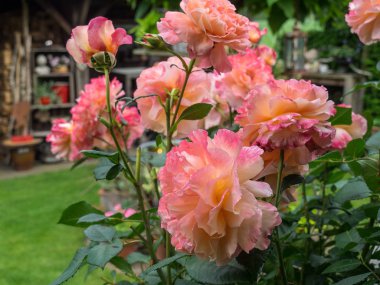 Bir Alman bahçesinde yaz mevsimi