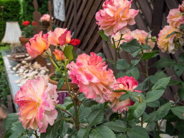 Bir Alman bahçesinde yaz mevsimi