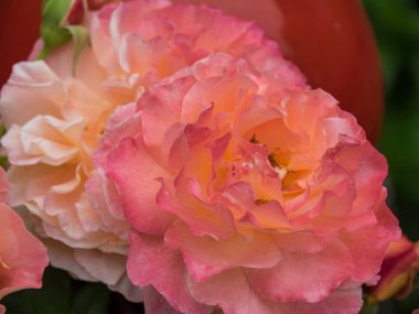 Bir Alman bahçesinde yaz mevsimi