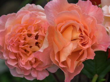 Bir Alman bahçesinde yaz mevsimi