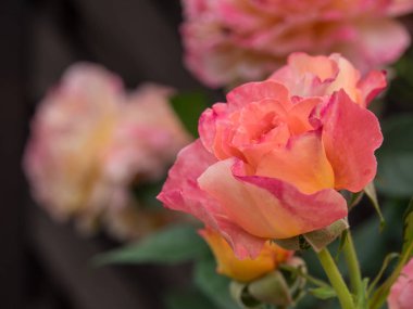 Bir Alman bahçesinde yaz mevsimi