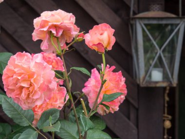 Bir Alman bahçesinde yaz mevsimi