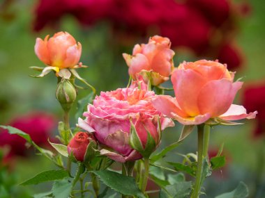 Bir Alman bahçesinde yaz mevsimi