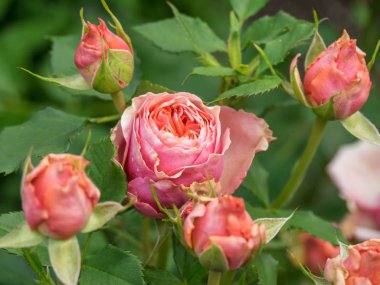 Bir Alman bahçesinde yaz mevsimi