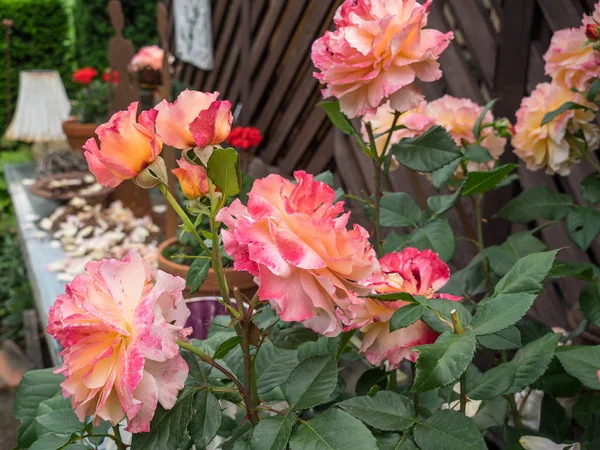 Bir Alman bahçesinde yaz mevsimi