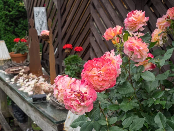 Bir Alman bahçesinde yaz mevsimi