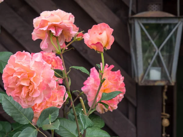 Bir Alman bahçesinde yaz mevsimi