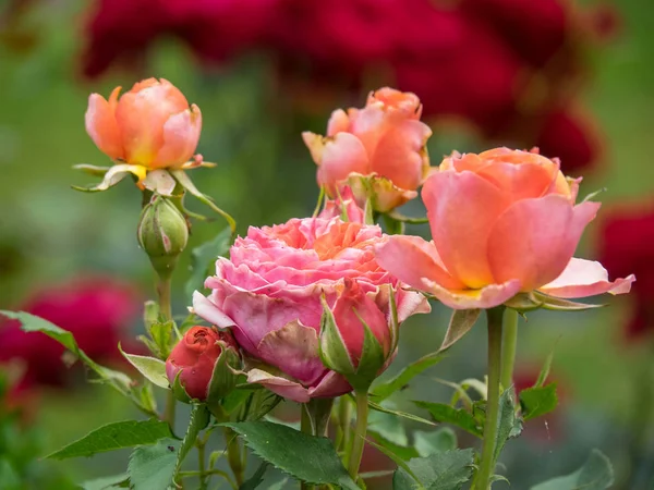 Bir Alman bahçesinde yaz mevsimi