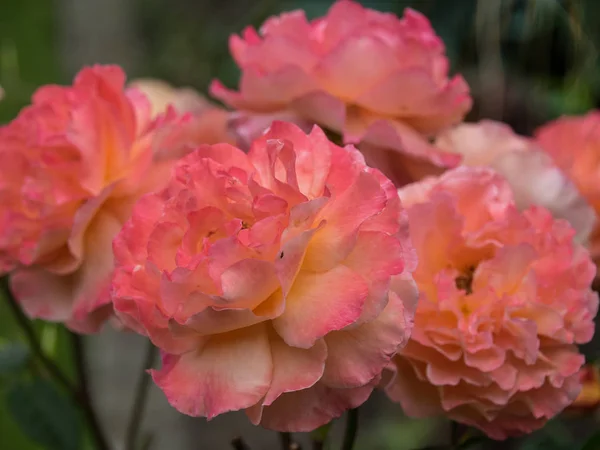 Zomertijd Een Duitse Tuin — Stockfoto