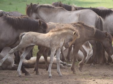 Almanya'da Vahşi atlar