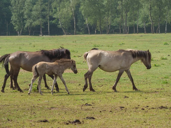 Vilda Hästar Tyskland — Stockfoto