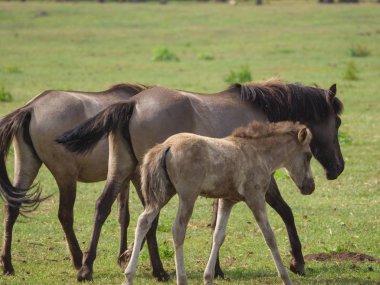 Almanya'da Vahşi atlar