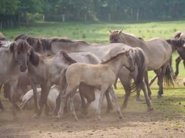 Almanya'da Vahşi atlar