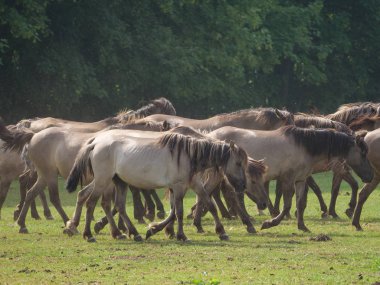 Almanya'da Vahşi atlar