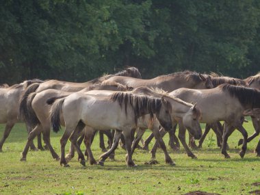 Almanya'da Vahşi atlar