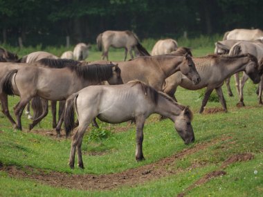 Almanya'da Vahşi atlar