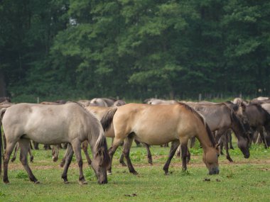 Almanya'da Vahşi atlar