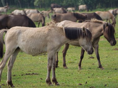 Almanya'da Vahşi atlar
