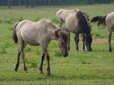 Almanya'da Vahşi atlar