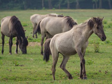 Almanya'da Vahşi atlar