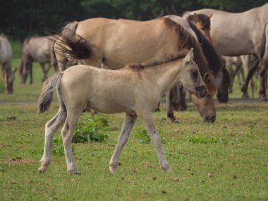 Almanya'da Vahşi atlar