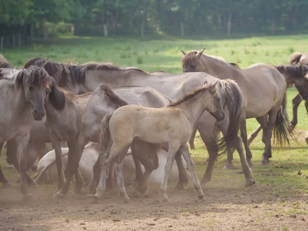Almanya'da Vahşi atlar
