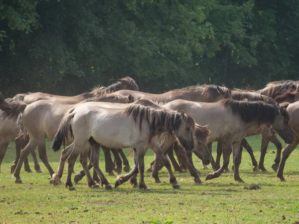 Almanya'da Vahşi atlar