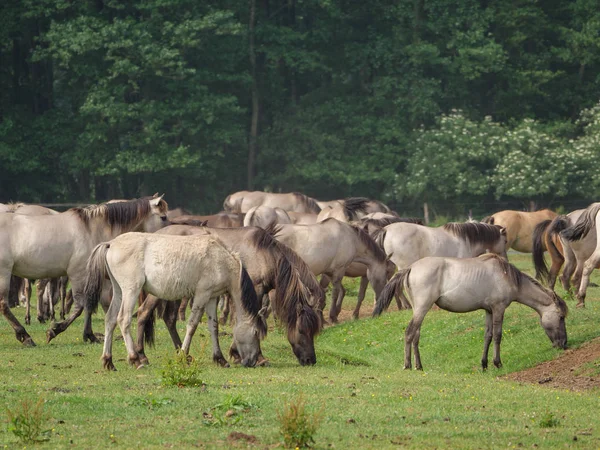 Almanya'da Vahşi atlar