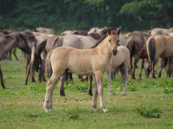 Almanya'da Vahşi atlar